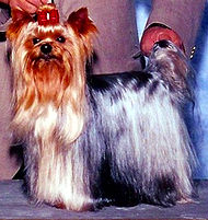 190px-Yorkshire_Terrier_WA_Mozart_Dolce_Sinfonia.jpg