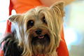 120px-Yorkshire_Terrier_purse.jpg